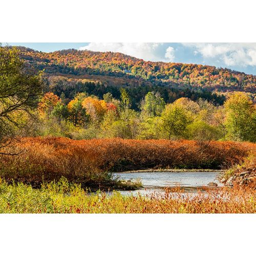 Jones, Allison 아티스트의 USA-Vermont-Stowe Fall foliage along Little River작품입니다.